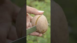 Ripe Sapodilla Fruit Cutting #shorts #fruits