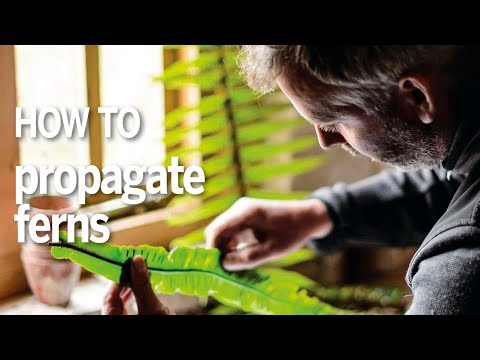 How to propagate ferns