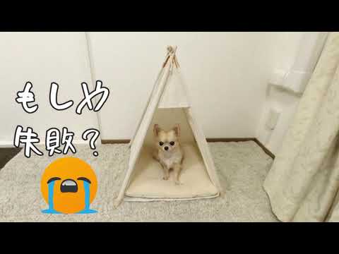 ヤバい！失敗？😭３coinsのおしゃれ🐶ペットハウス🏡~Failure? !!  Super-discount fashionable pet house though💀