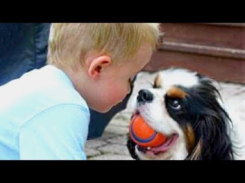 Baby and Cavalier King Charles Spaniel Compilation