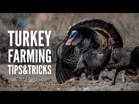 Turkey Farming: 15 Things You Should Know