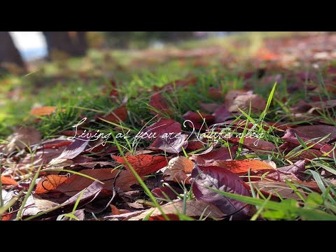 桜並木のきれいな落葉-リバーサイドの鳥たち- 空模様