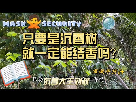 只要是沉香树就一定能结香吗？