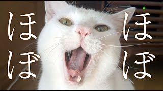 A white cat living in a garbage dump.