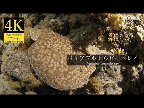 【4K 水中映像】バリアブルトルピードレイ / Variable torpedo ray / Torpedo sinuspersici