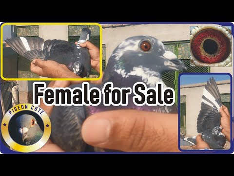 Pigeon Female for Sale | Racer Pigeon for Sale | Homers Pigeon for Sale