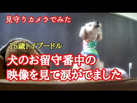 見守りカメラで見た犬のお留守番の様子に涙がでました