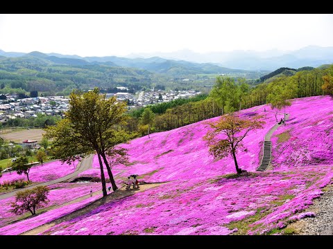 【北海道。紋別】瀧上芝櫻公園 (芝ざくら滝上公園)