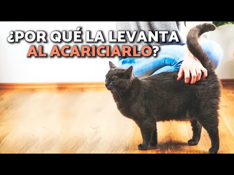 ¿Tu GATO MUEVE LA COLA cuando lo ACARICIAS?🙀¡Estos son los SIGNIFICADOS!🐈