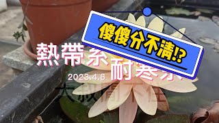 家庭蓮、荷種植 EP5 - 睡蓮如何分辨熱帶系與耐寒系