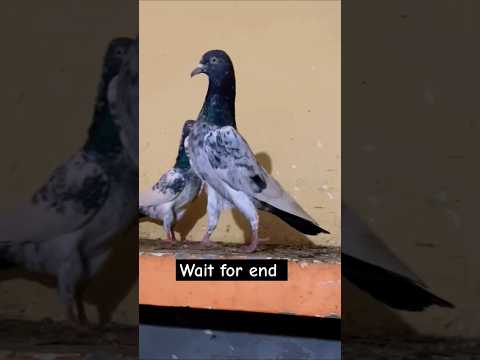 Kabutar ki video #pigeon #shortvideo #shorts #viralvideo