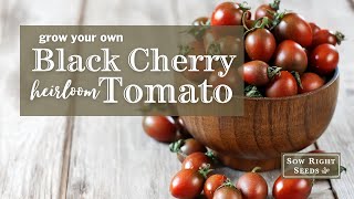 Sow Right Seeds | Black Cherry Tomatoes