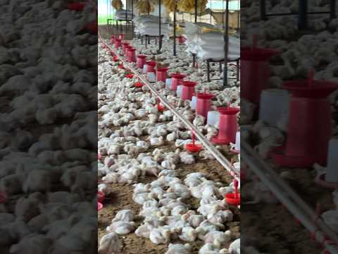 14day chicks #poultry #chickenfarming#trendingvideo #automobile #chickenfarmingbusiness #poultryfood