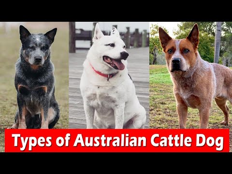 Types of Australian Cattle Dog Colors & Markings