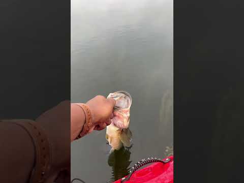 Largemouth Bass Release #beginnerfishing #kayakfishing #shorts