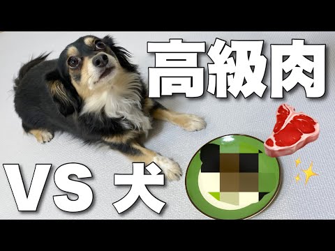 愛犬は高級肉を前に何分待てるのか！？【チワックス】