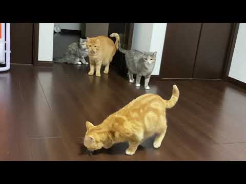 【ねこ動画】何気ない日常