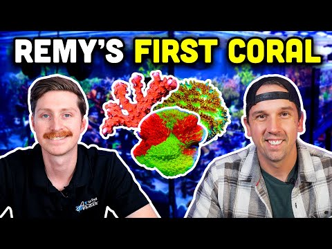 Sending Remy from Reefbuilders his FIRST Corals for his NEW Reef!