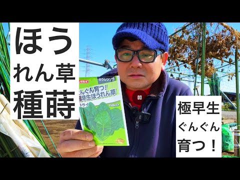 春どりほうれん草の種蒔き｜極早生だからぐんぐん育つ！