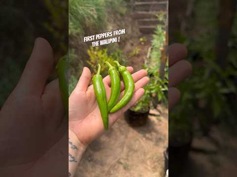 Today on the Homestead: First Pepper Harvest from Our Walipini! | Colorado Gardening  #shorts