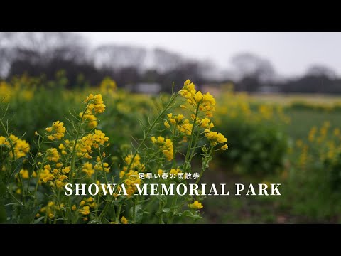 【寒咲きハナナ】昭和記念公園で一足早い春を散歩！