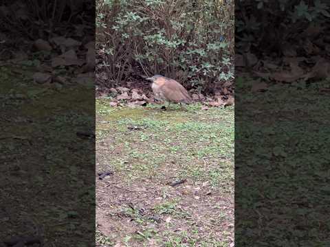 黑冠麻鷺(大安森林公園) Malayan Night Heron in a park from Taipei, Taiwan #bird #wildlife #animals