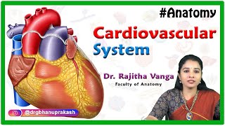 Introduction to Cardiovascular System - General anatomy