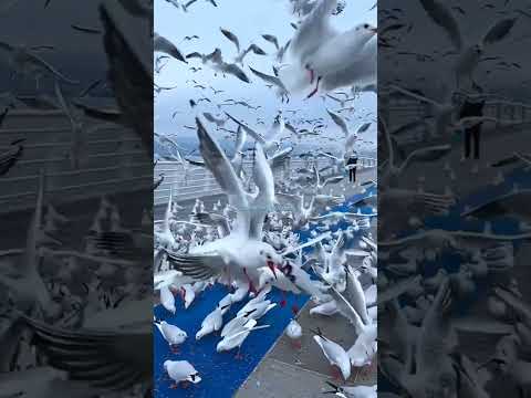 Beautiful 🦢  #viral #trending #youtubeshorts #birdsflying #shortsfeed