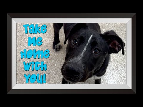 Adopt Yukon the Dog!