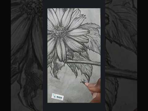 Mexican sunflower🌻❤#art #artist #graphite #sunflower #artshorts #fyp #sunflowerdrawing