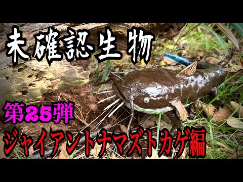 【未確認生物】ジャイアントナマズトカゲ見つけるまで帰れません！！！！