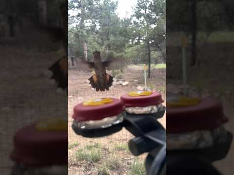 Today on the Homestead: Slow Mo Hummingbird at Window Feeder | Wildlife Close-Up #shorts