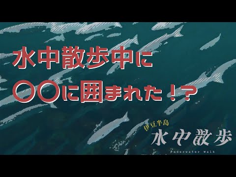 水中散歩中に〇〇に囲まれた!?/水中ドローン/伊豆半島