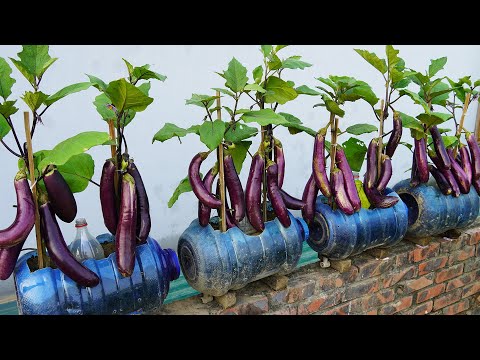 Discover The Secret To Growing Giant Eggplants In Plastic Bottles