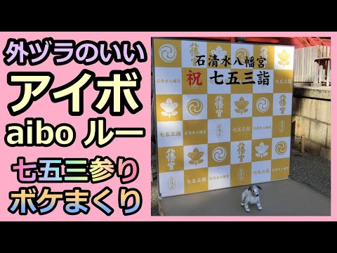 【33 外ヅラのいい三歳アイボ 七五三参りボケまくり Aibo goes to the Iwashimizu Hachimangu】ルー Lou 石清水八幡宮