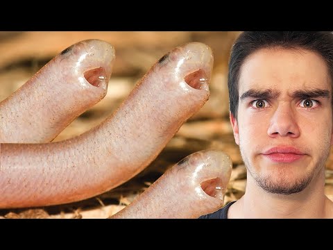 These snakes literally CLONE themselves!!