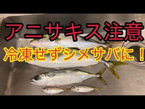 アニサキス注意！釣ったサバを　冷凍せずしめさばに！