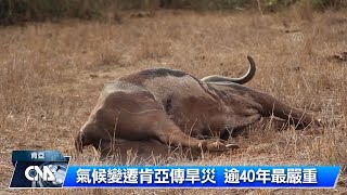 肯亞野生動物 旱災受害者｜中央社影音新聞