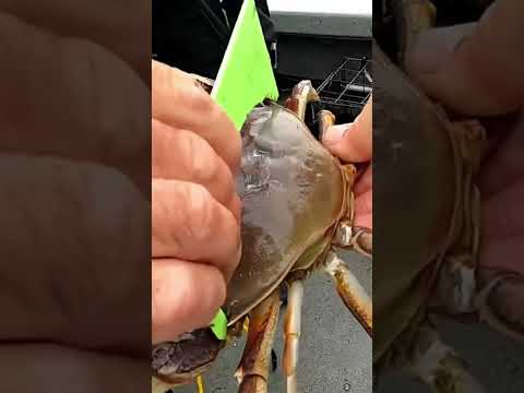 #saltwater #oregon #dungenesscrab #crabbing #oregoncoast #bay #newport #crab #viralvideo