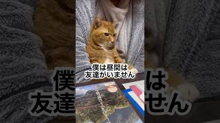 【TikTokで140万再生越え！】もう1匹ネコを飼うか迷う…家族会議中🐱 #ぬこ #ねこ #shorts