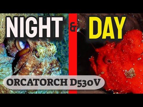 Scuba Diving Night & Day with the OrcaTorch D530V Video light. (Win this light!)