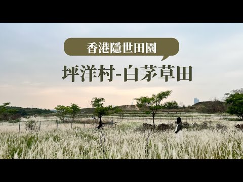 香港隱世田園|坪洋村白茅草田|絕美打卡位|壁畫村|香港好去處