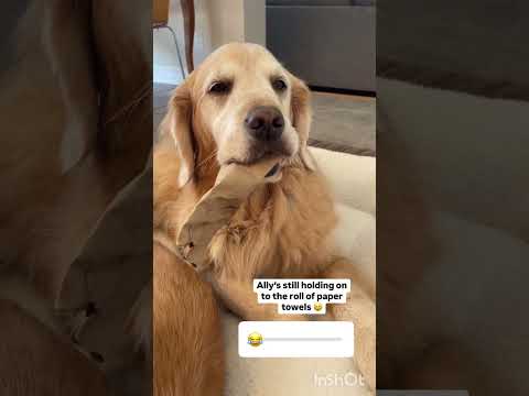 Dog still holding on to the roll of paper towels