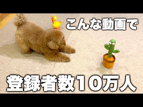 ㊗️うちの犬、インフルエンサー犬の仲間入りを果たす。