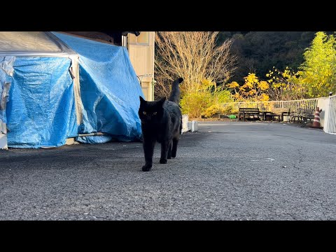 坂道で追いかけてくる黒ねこちゃん　No.８１１　に　２０２４年　１１月２９日　１５：００　のくろねこちゃん　black cat