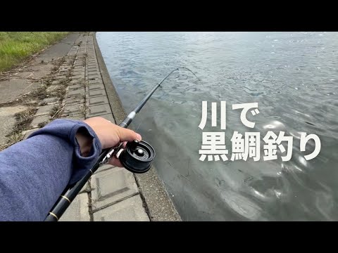 秋めいてきた川沿いでカニを落として黒鯛を釣る