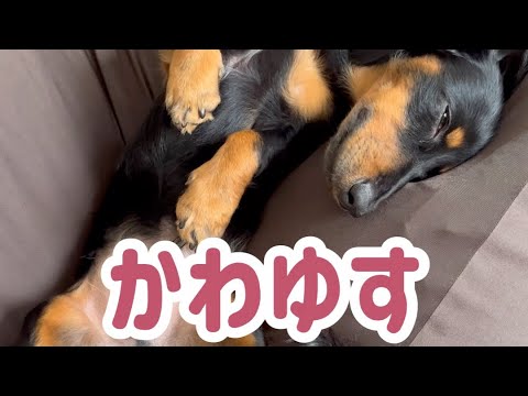 【癒し】お昼寝が可愛すぎた　#shorts #犬 #dog