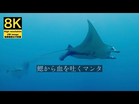 【8K 水中映像】鰓から血を吐き出すマンタ / Underwater scenery / Iriomotejima-island Okinawa