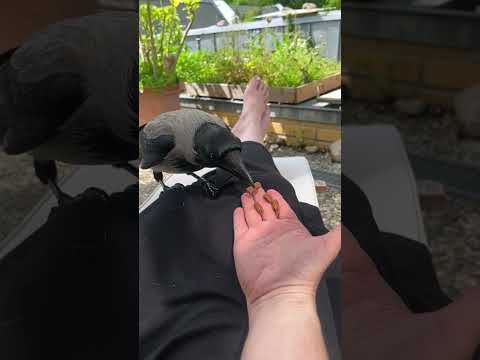 Cute crow sits on me and eats from my hand