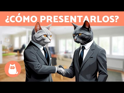 Cómo PRESENTAR a DOS GATOS correctamente 🐱🐱✅ 7 Pasos para Conseguir una Buena Convivencia